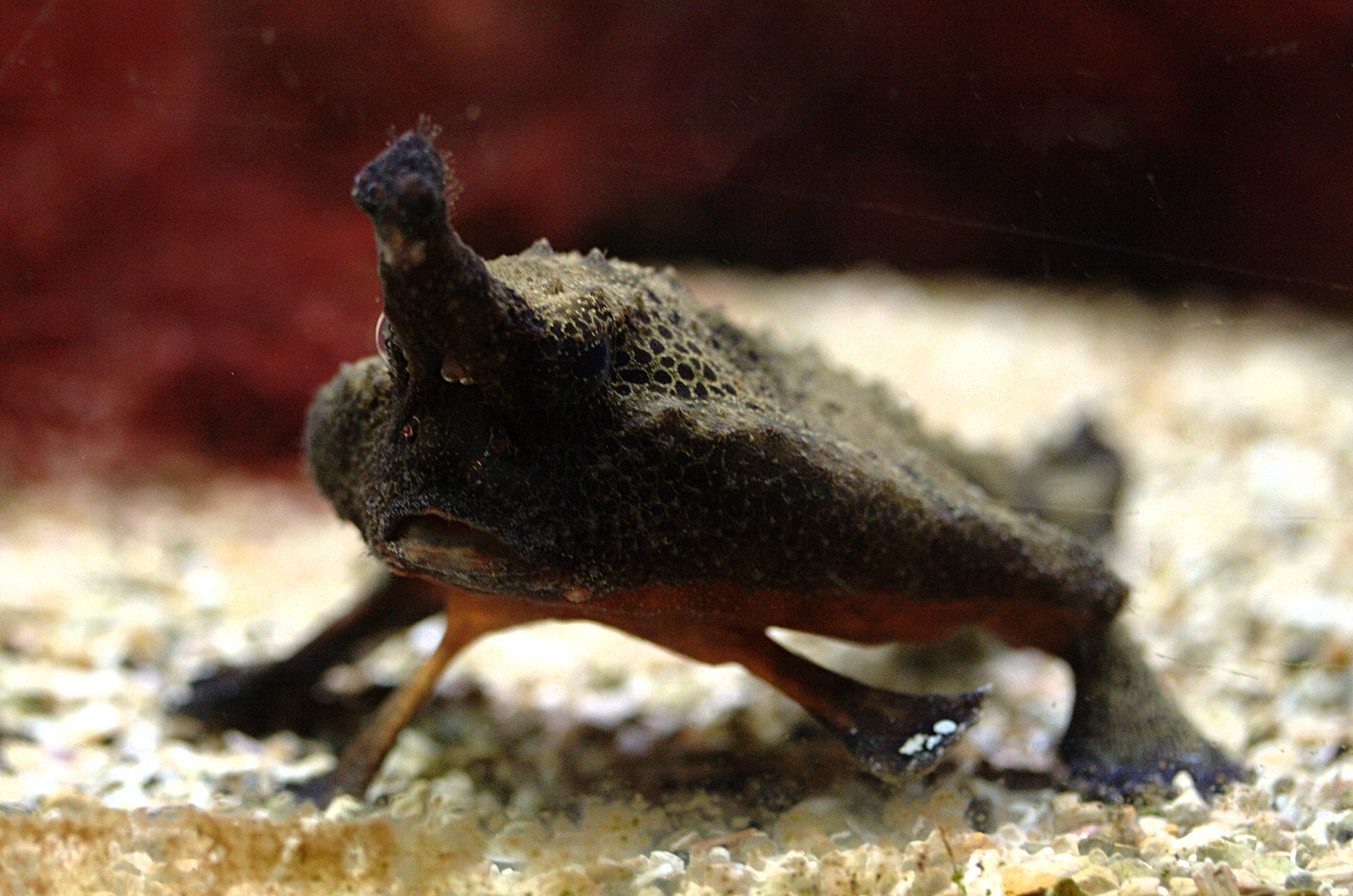 Afficher le média ogcocephalus_nasutus1md ogcocephalus_nasutus1md