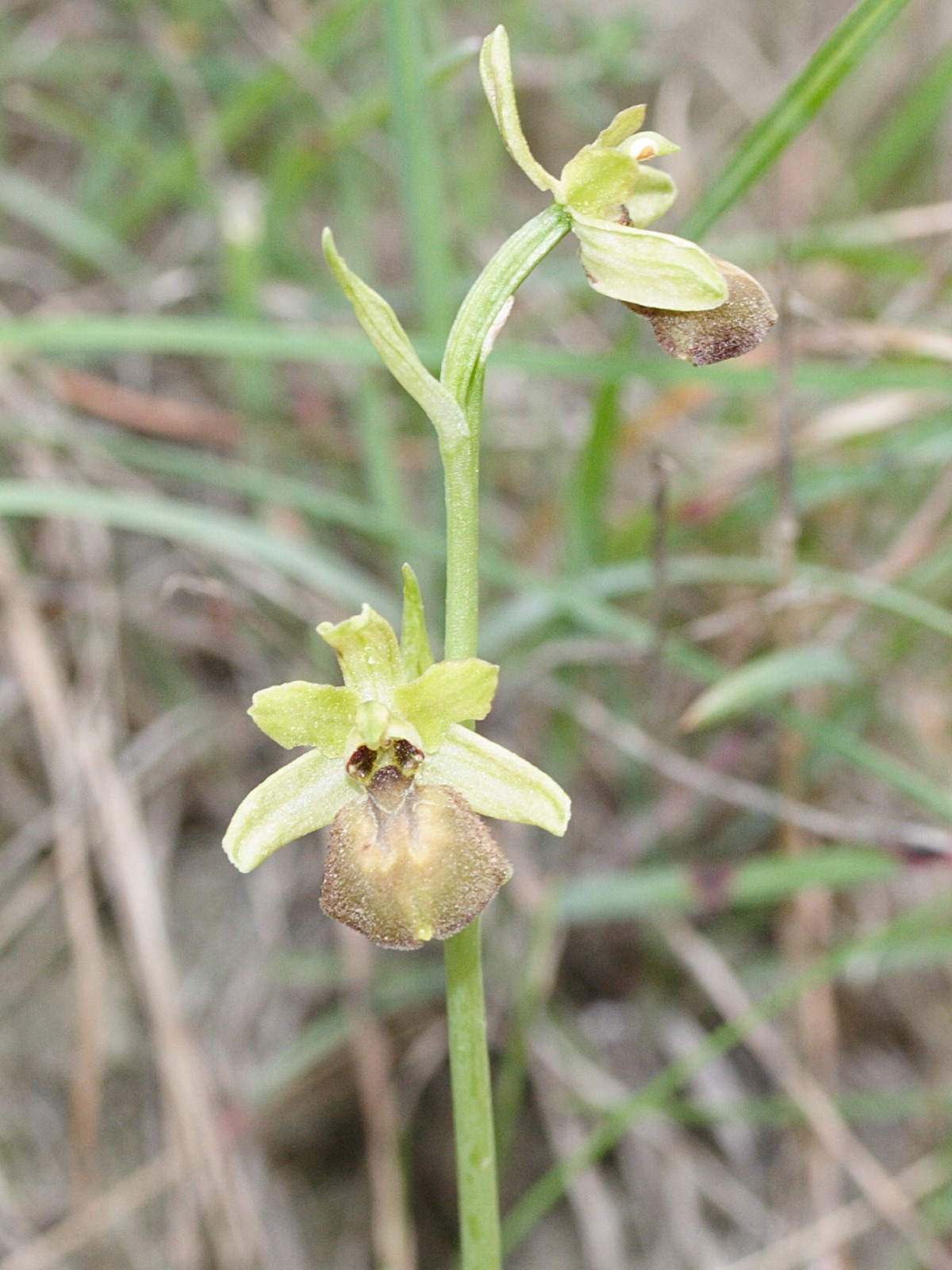 Afficher le média ophrys_arachnitiformis2md ophrys_arachnitiformis2md