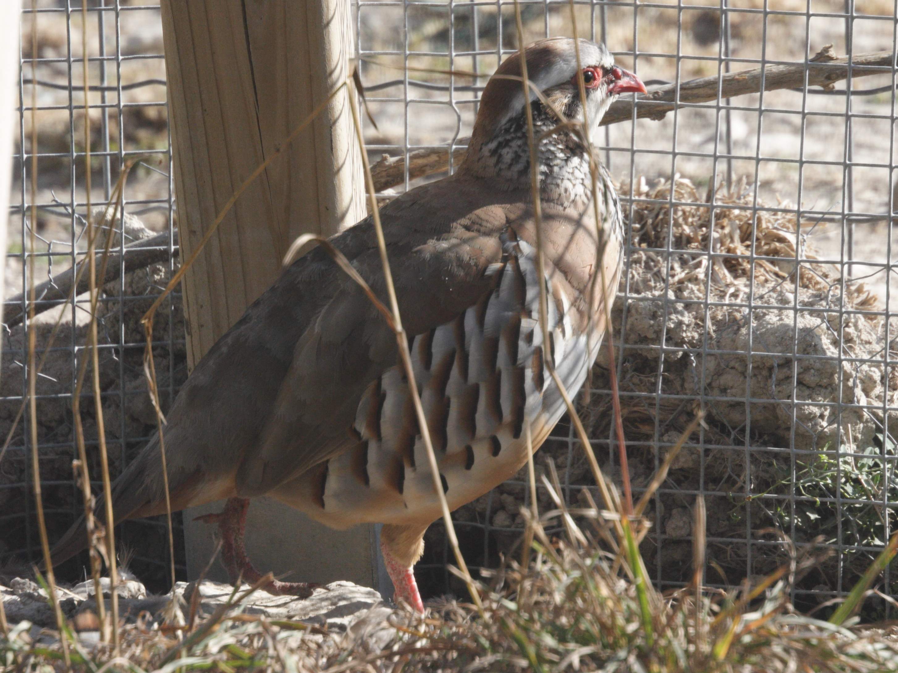 perdrix_rouge_-_alectoris_rufa2md