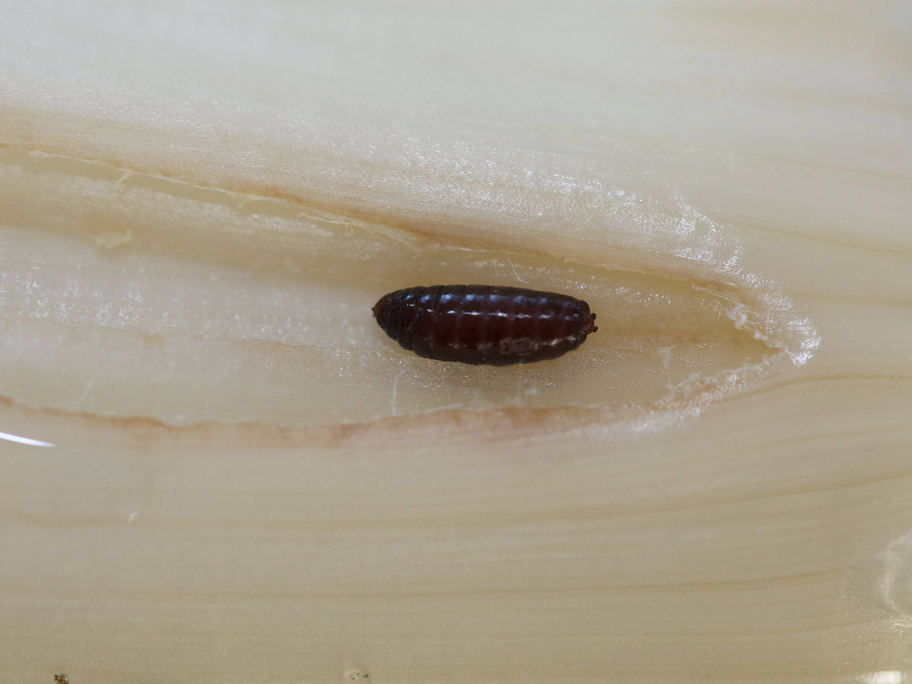 phytomyza_gymnostoma1md