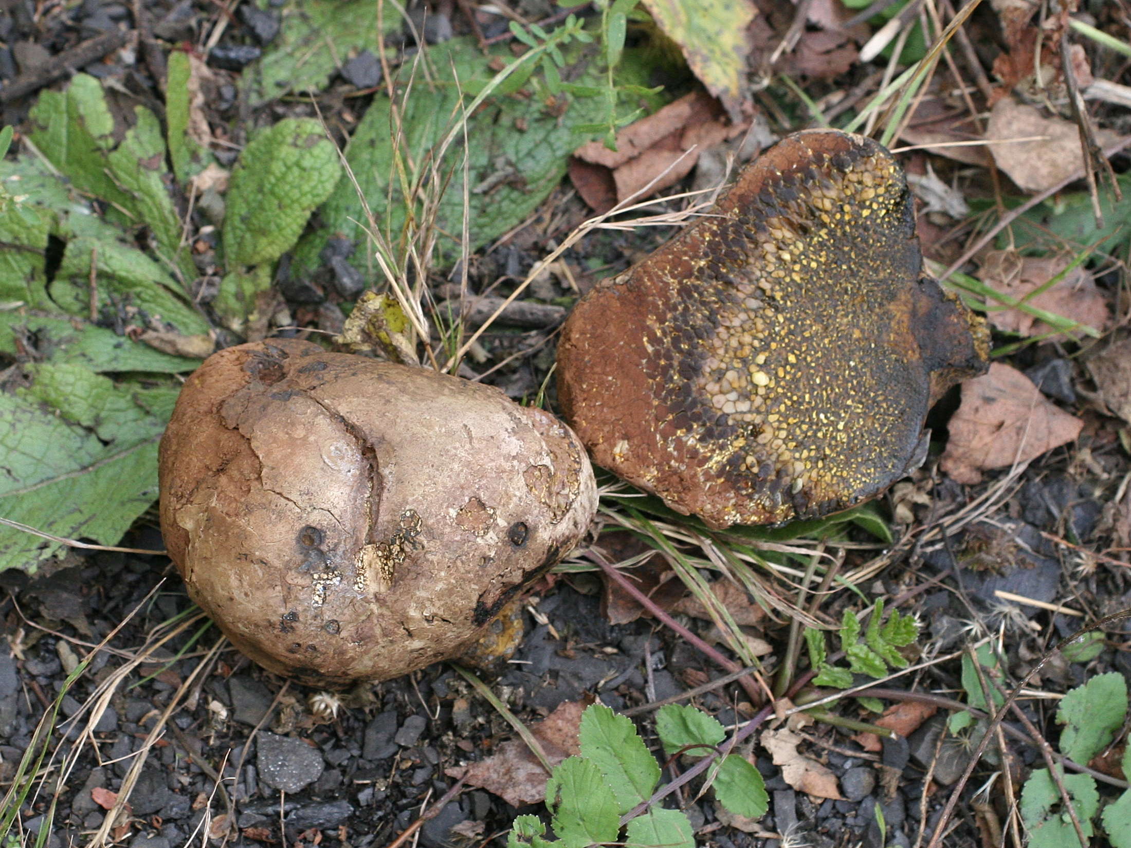 Afficher le média pisolithus_arrhizus2md pisolithus_arrhizus2md