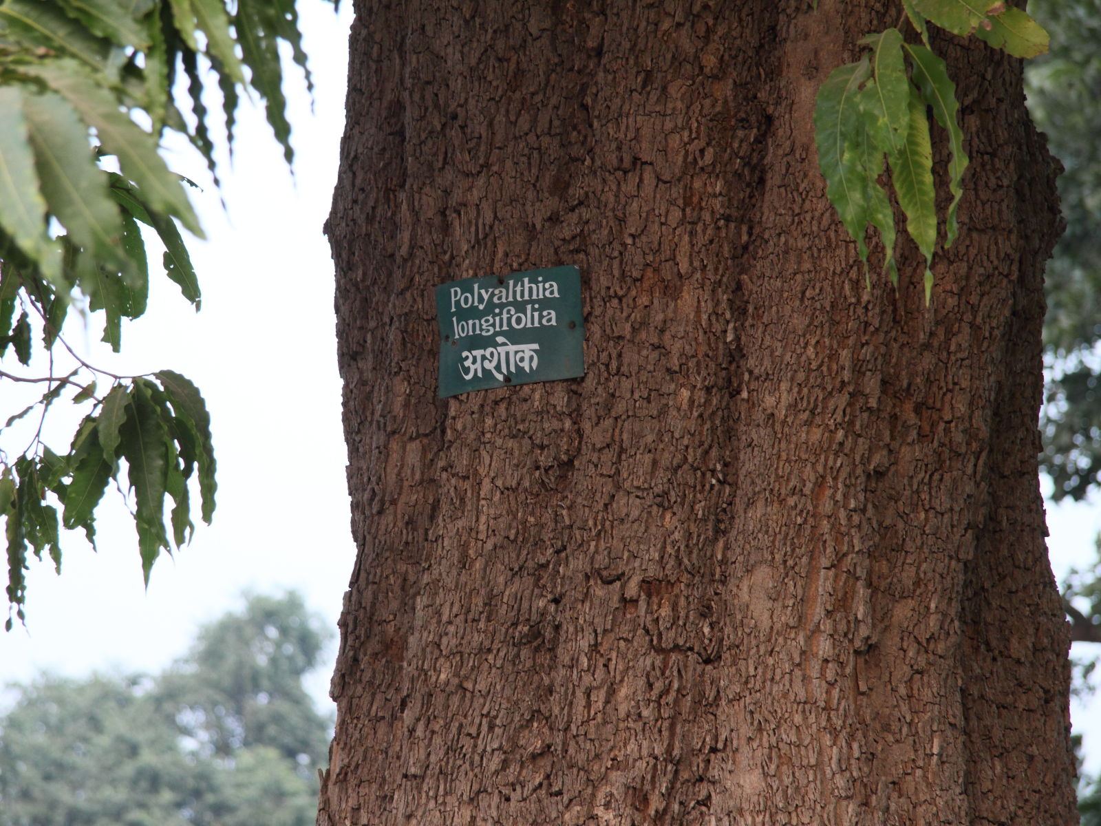 polyalthia_longifoliabd