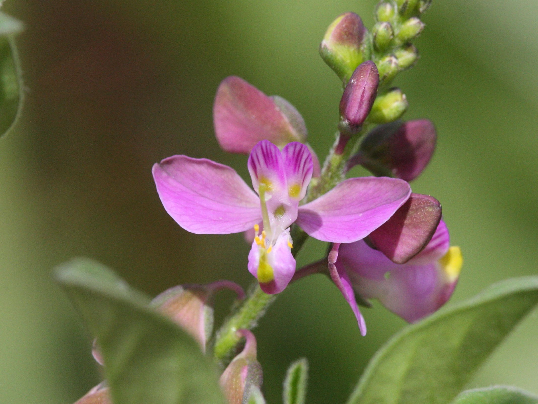 polygala_violacea2md