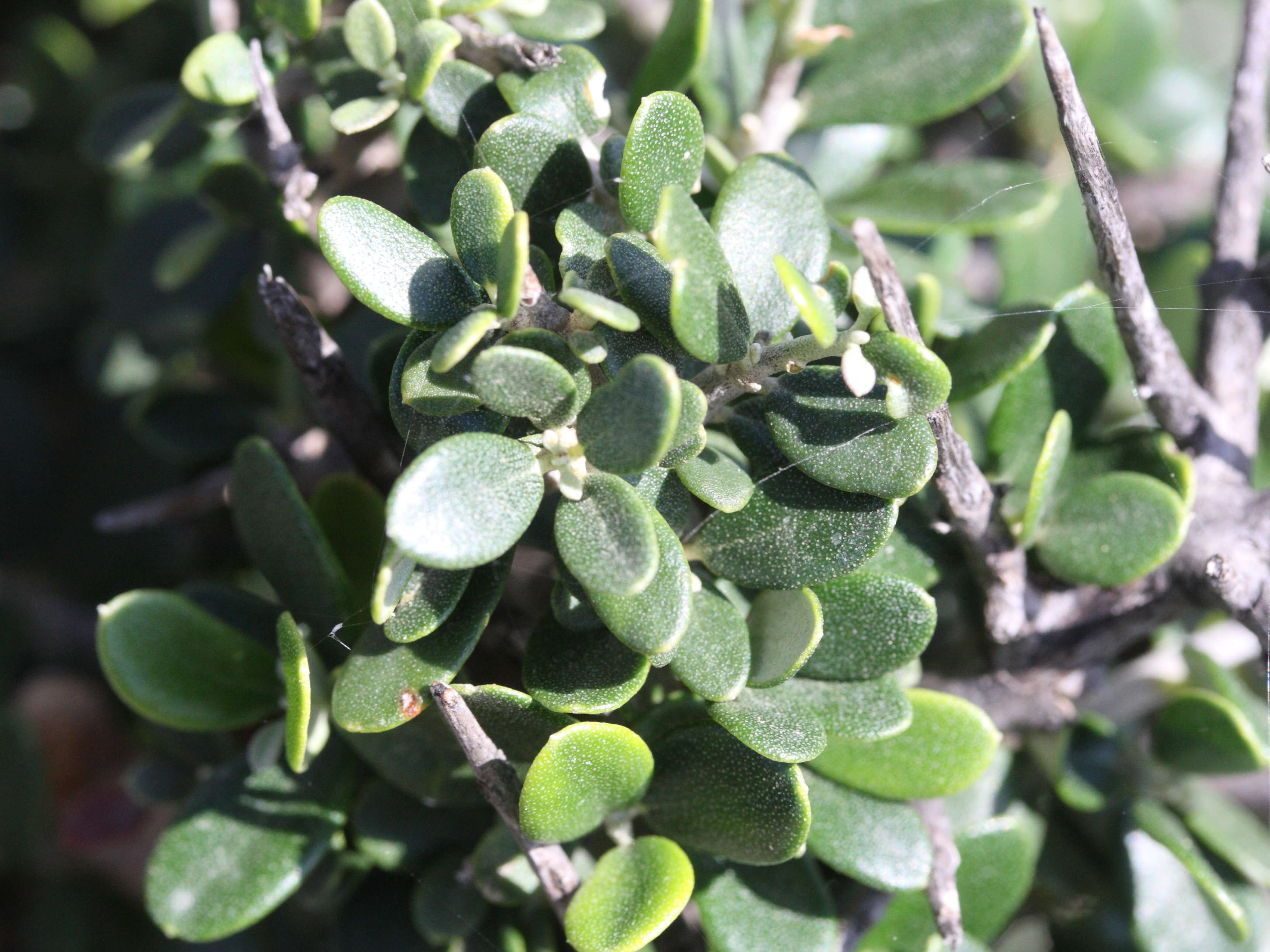 rhamnus_lycioides_oleoides1md