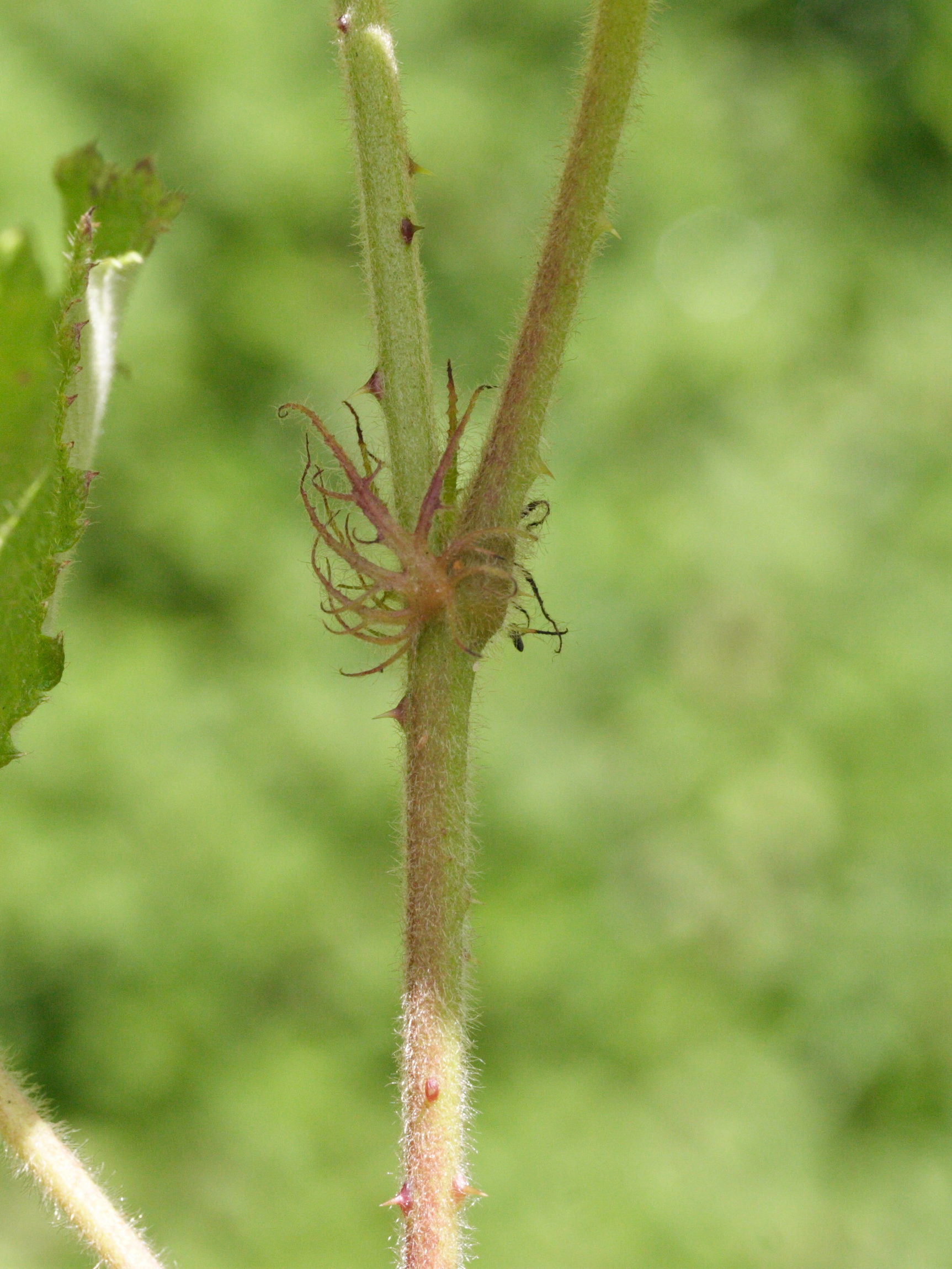 rubus_alceifolius2md