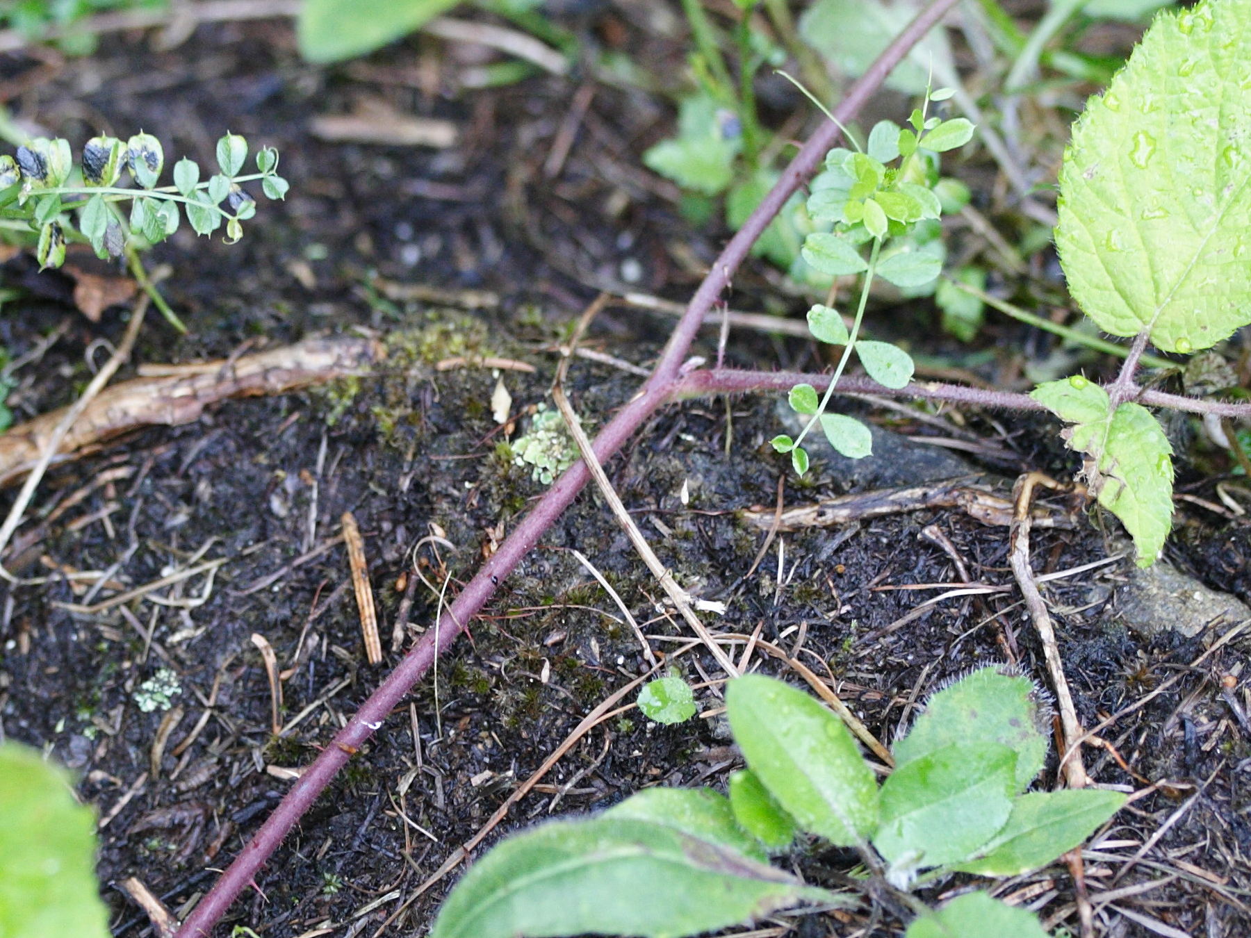 Afficher le média rubus_hirtus2md rubus_hirtus2md