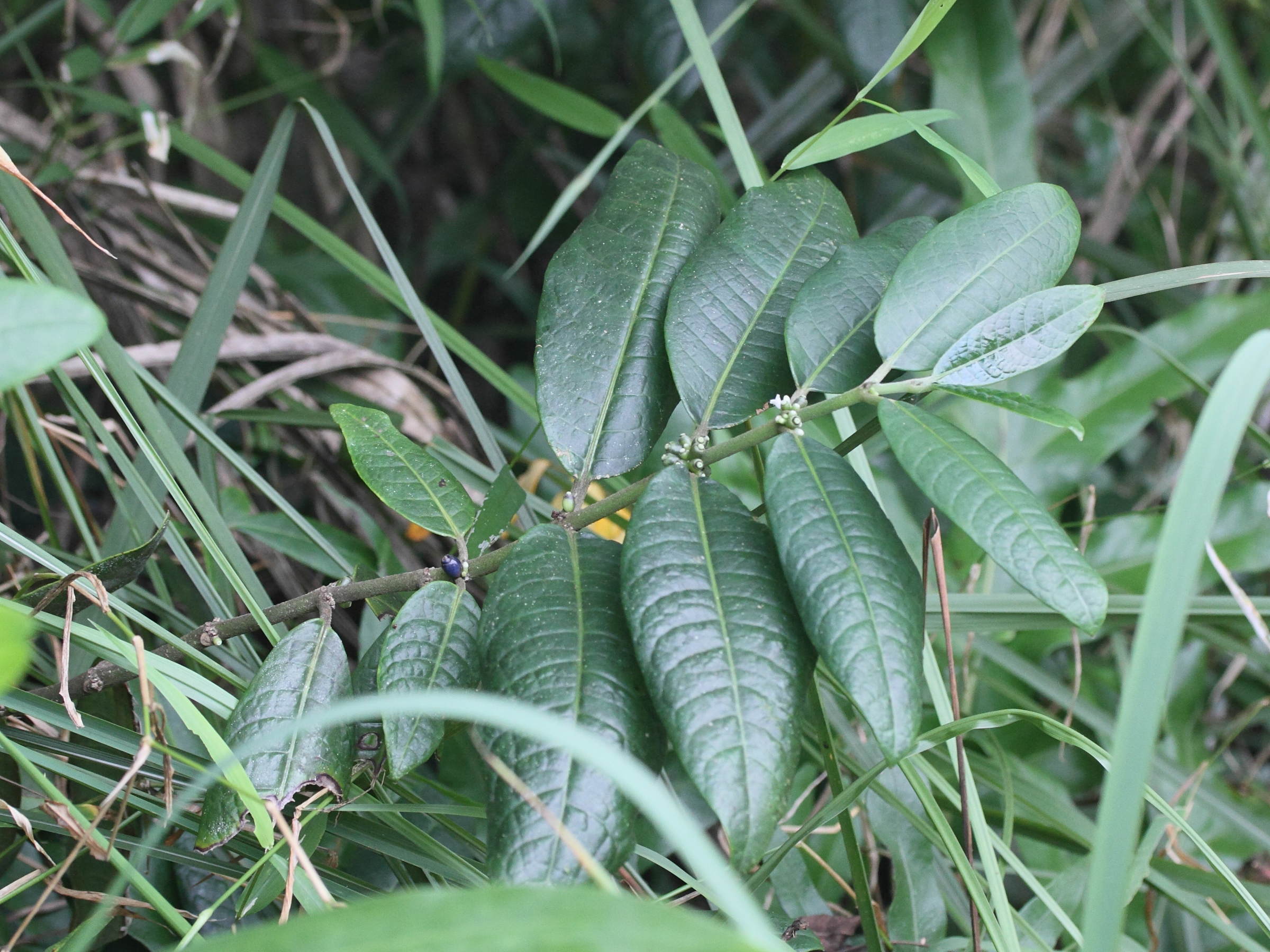 Afficher le média saldinia_boiviniana1md saldinia_boiviniana1md