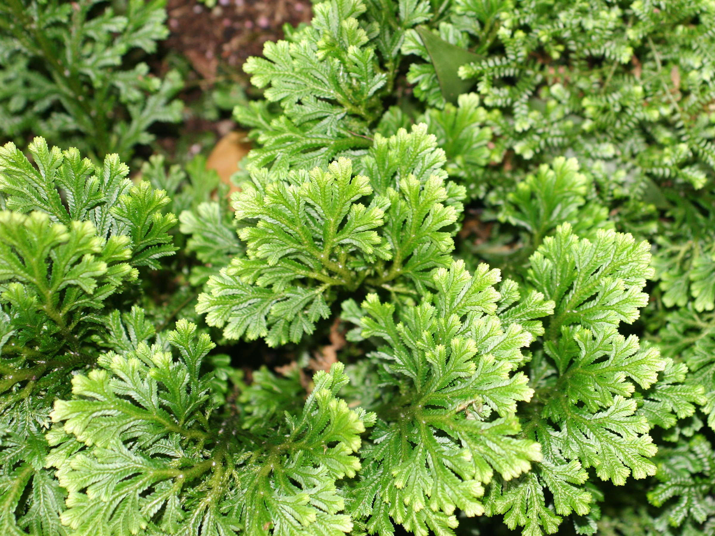 selaginella_pallescens2md