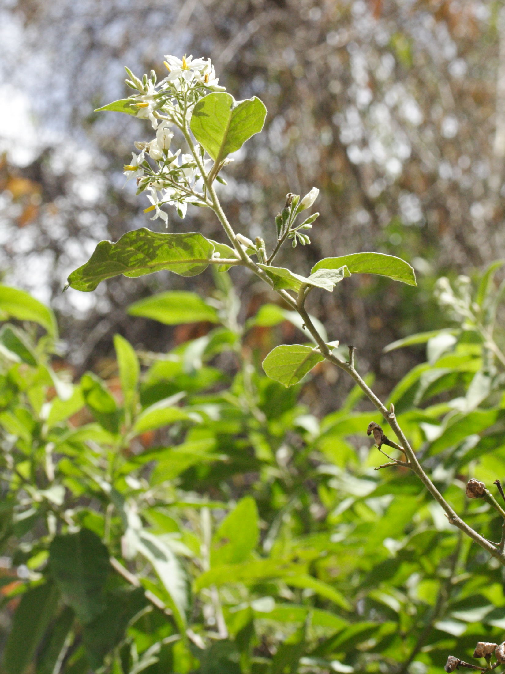 solanum_erianthum1md