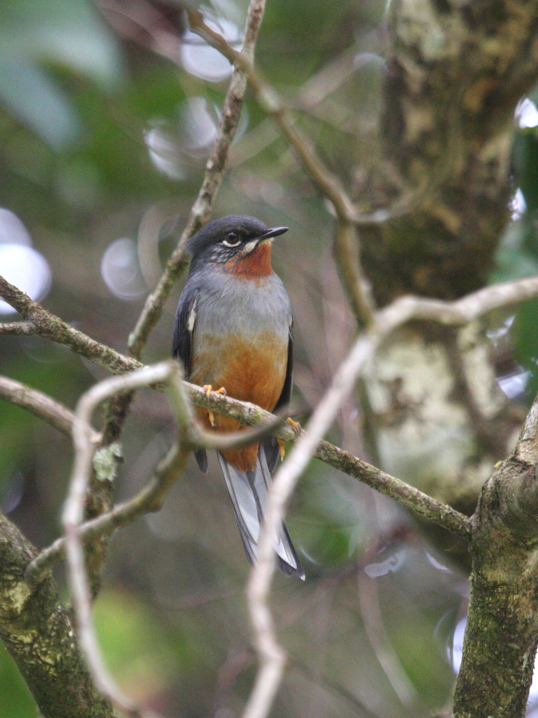 solitaire_siffleur_-_myadestes_genibarbis1bd