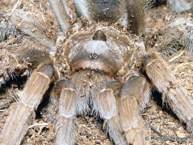 sphaerobothria_hoffmanni4ml