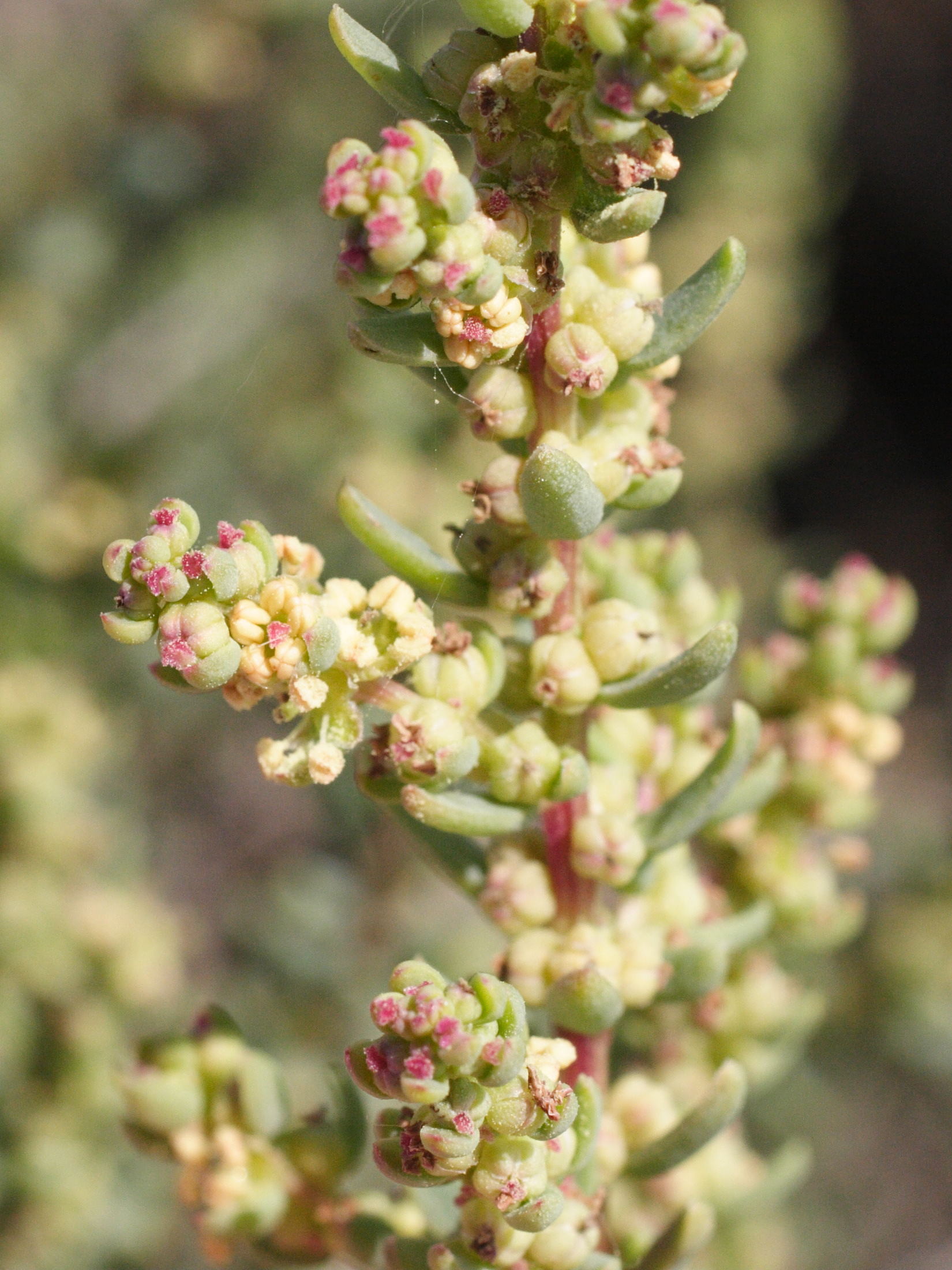 Afficher le média suaeda_maritima7md suaeda_maritima7md