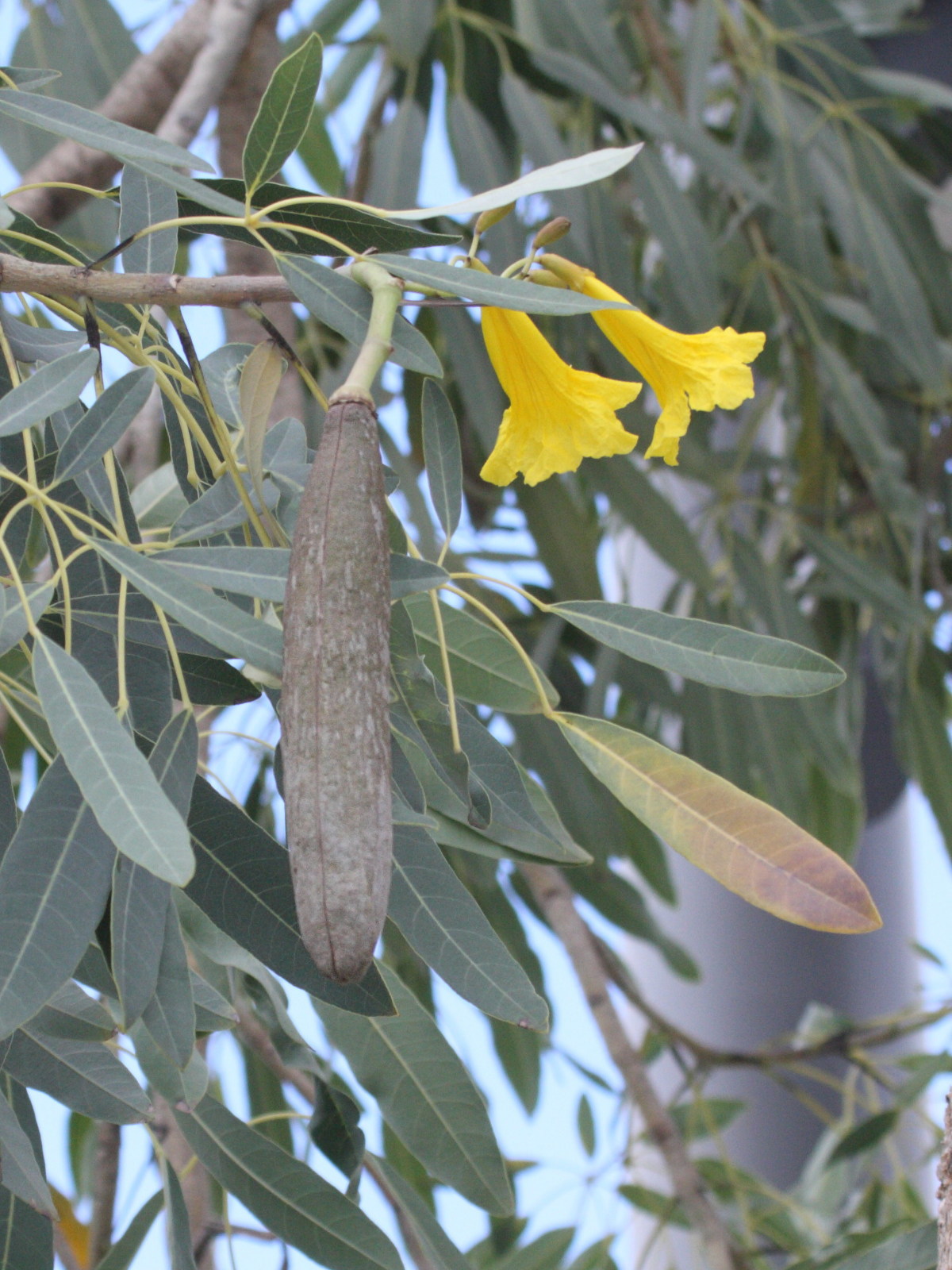 tabebuia_argentea5bd