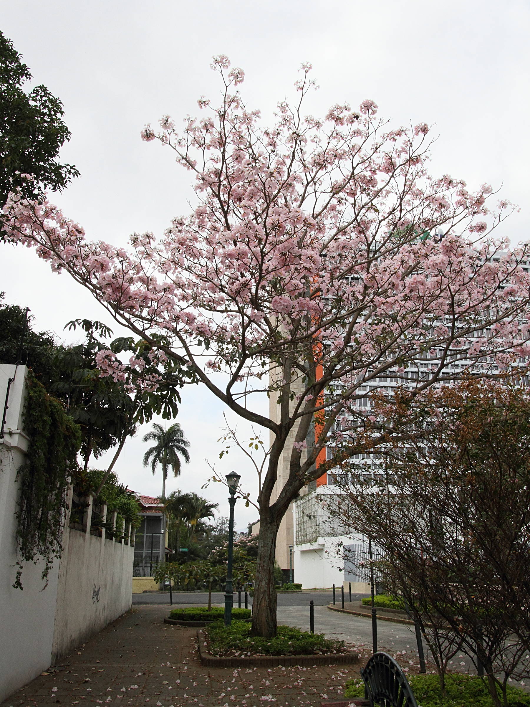 Afficher le média tabebuia_rosea3md tabebuia_rosea3md