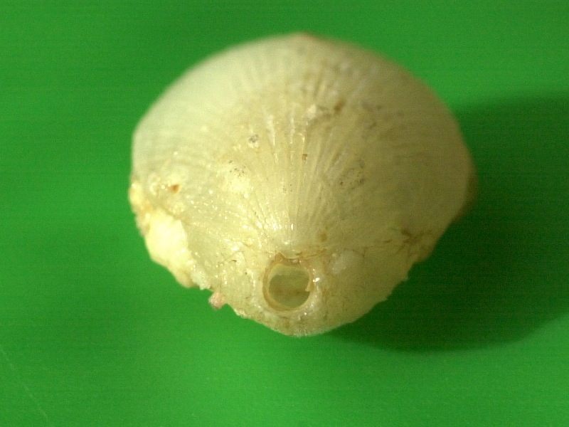 terebratulina_caput-serpentis3md