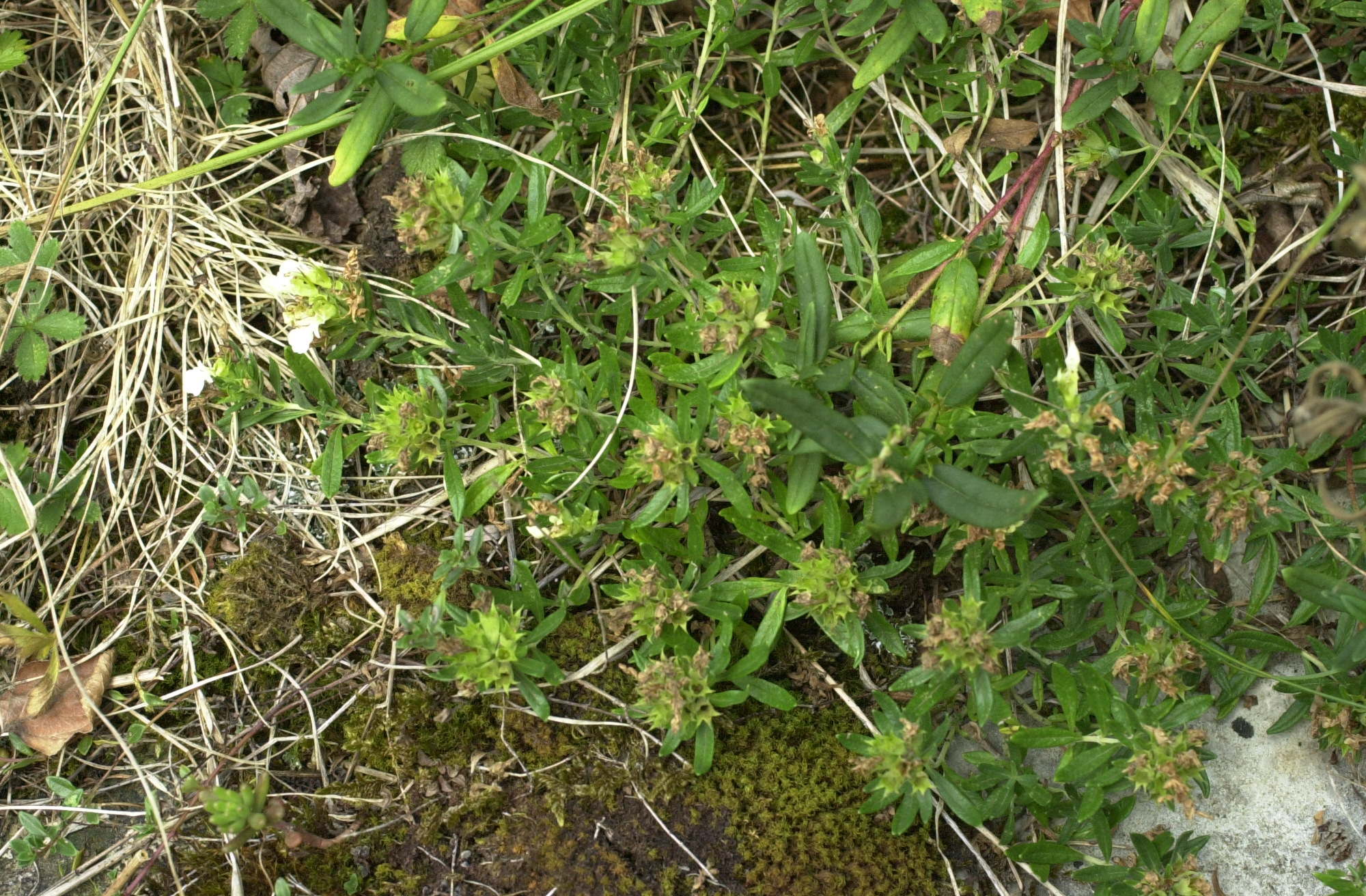 Afficher le média teucrium_montanum1md teucrium_montanum1md