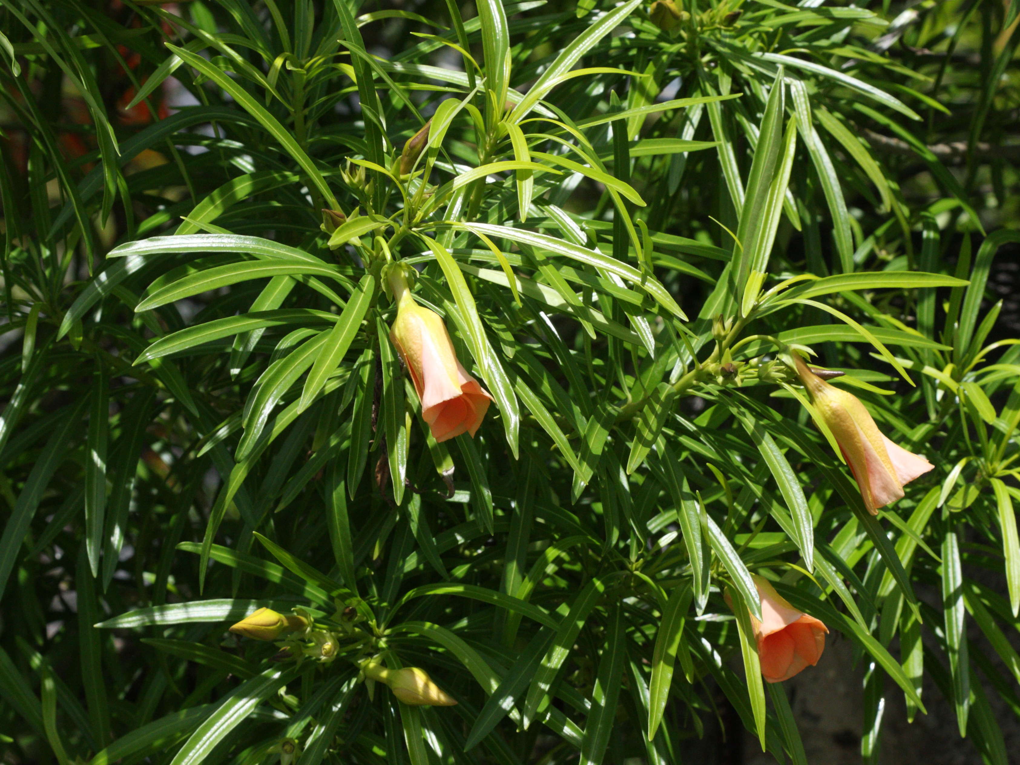 thevetia_peruviana2md