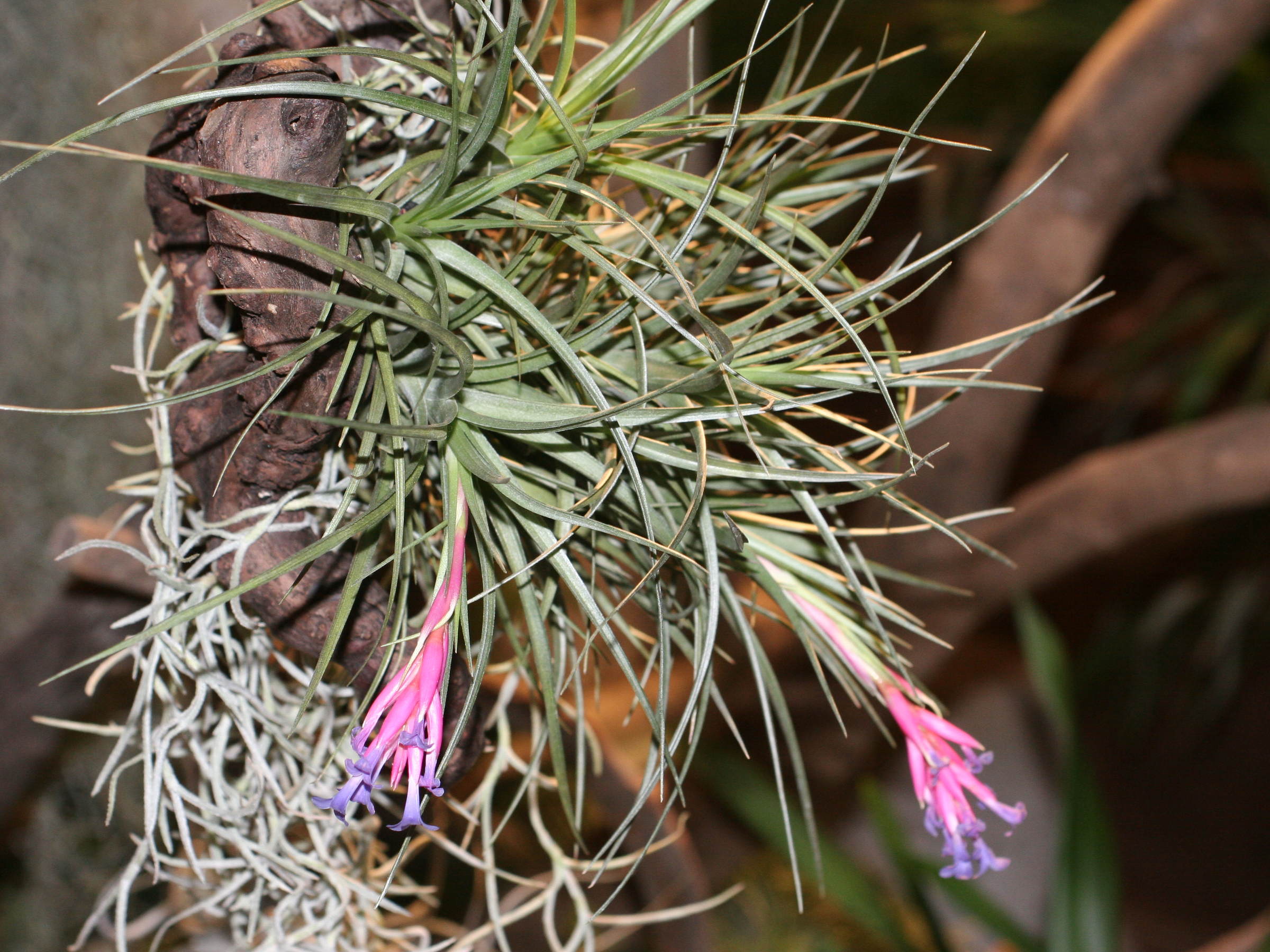 tillandsia_aeranthos1md