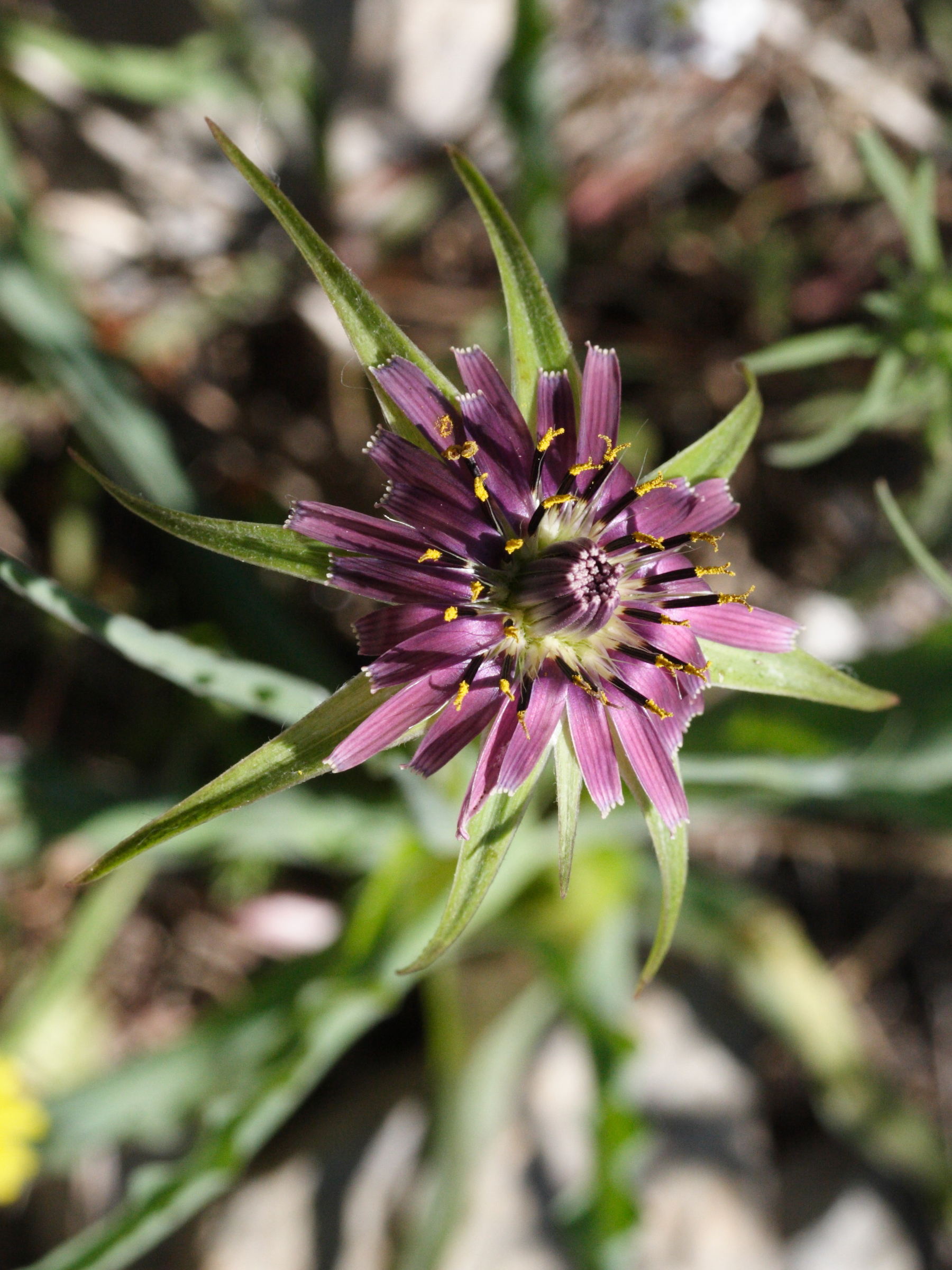 tragopogon_porrifolius_australis2md