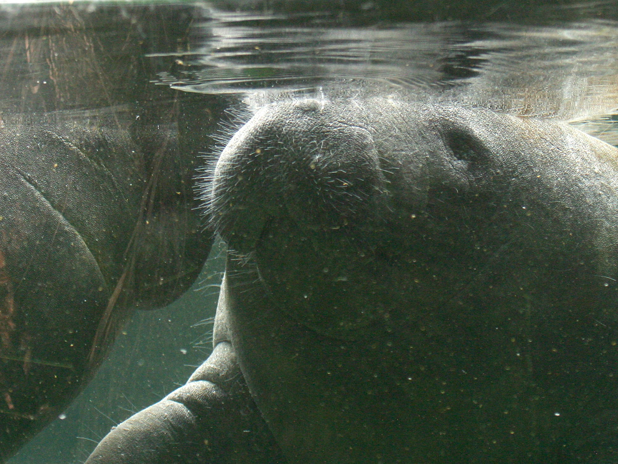 Afficher le média trichechus_manatus6bd trichechus_manatus6bd