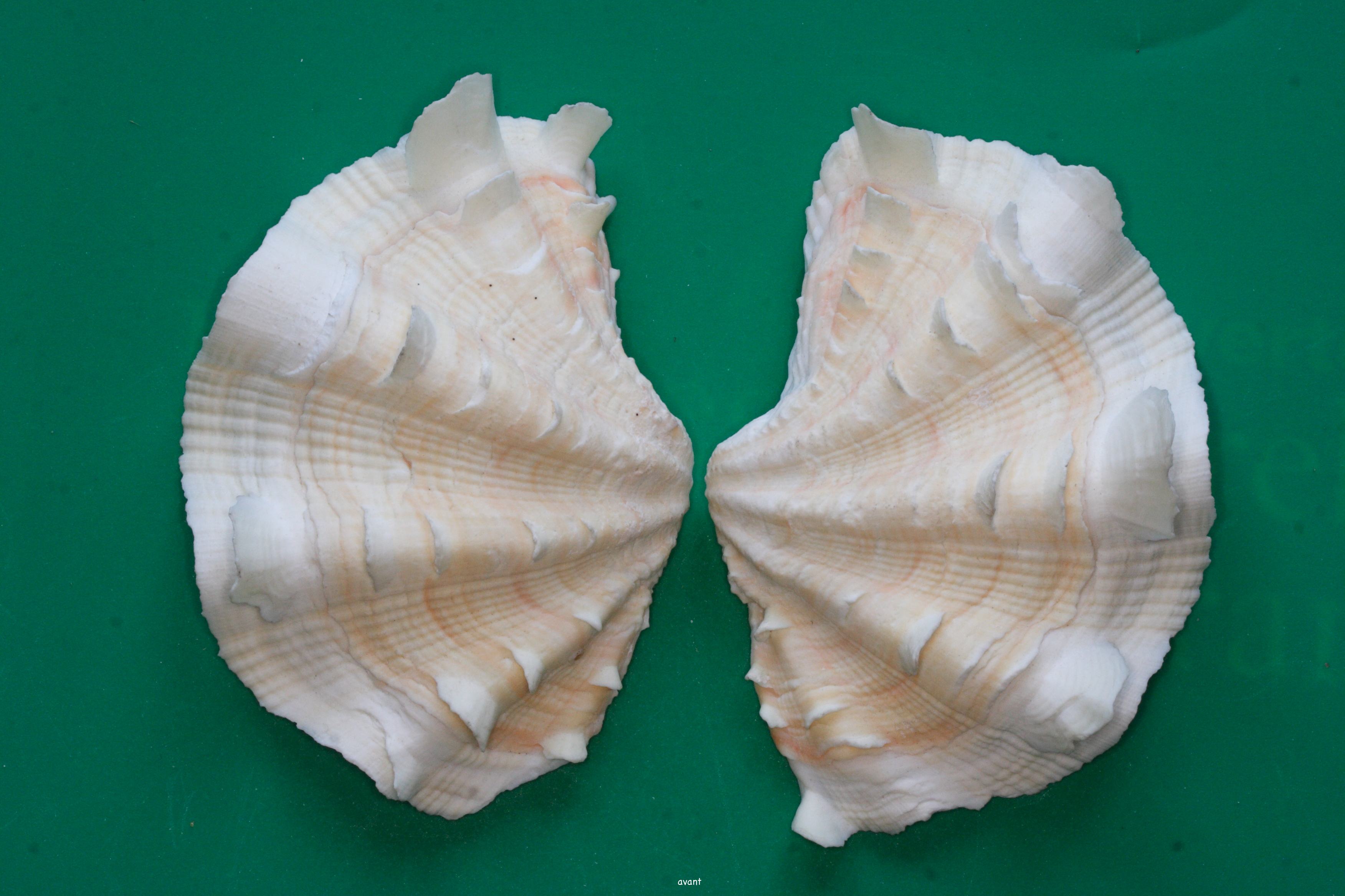 tridacna_squamosa2md