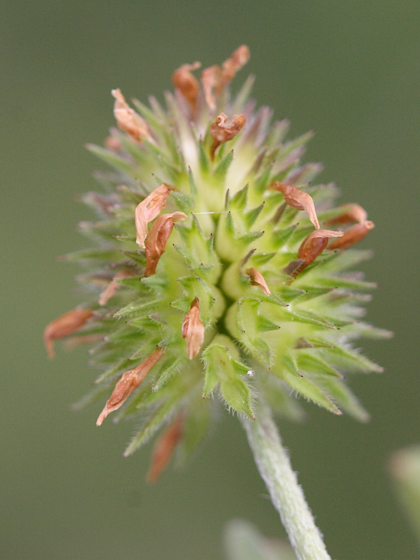 trifolium_maritimum3md
