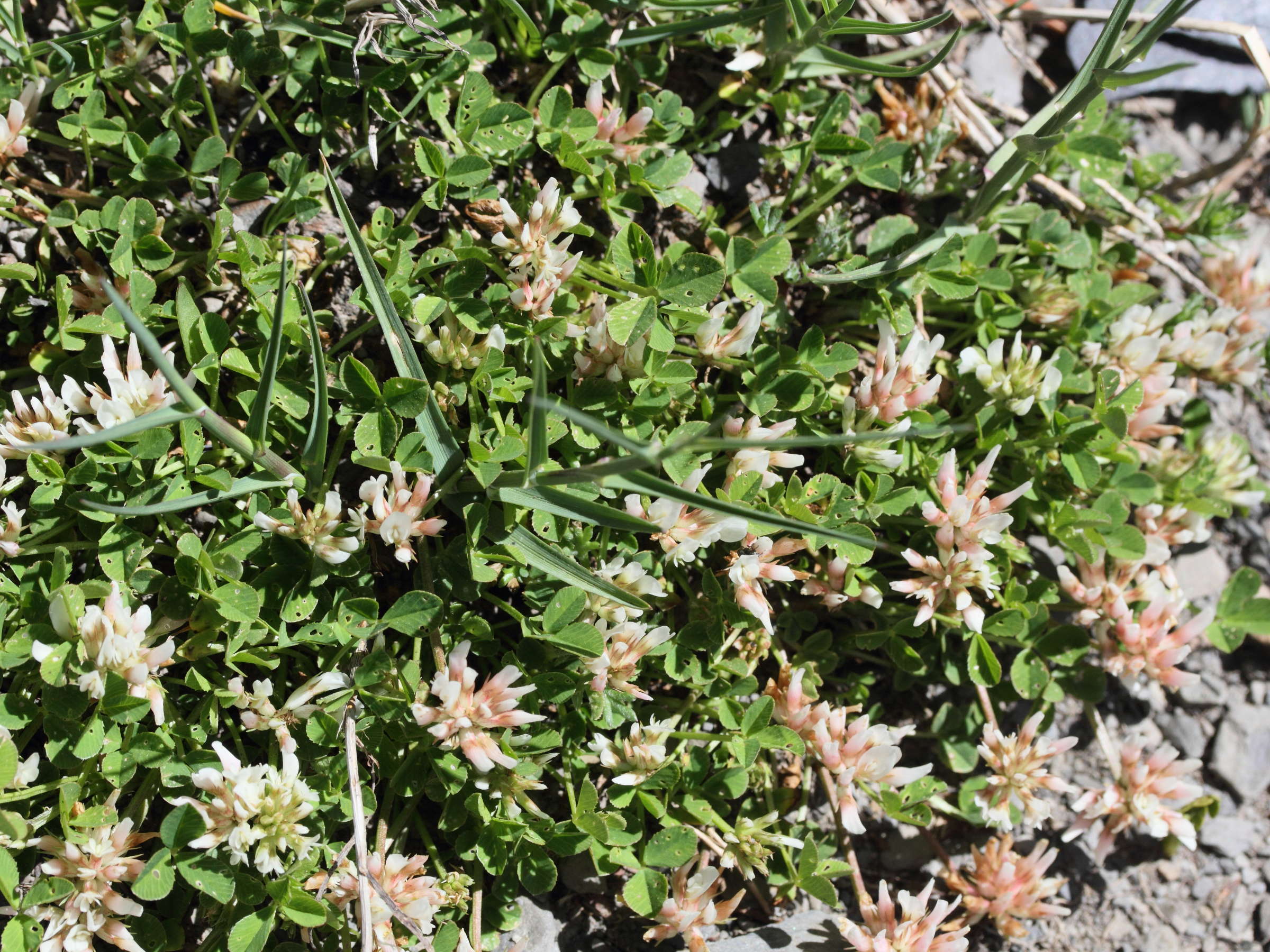 Afficher le média trifolium_thalii1md trifolium_thalii1md