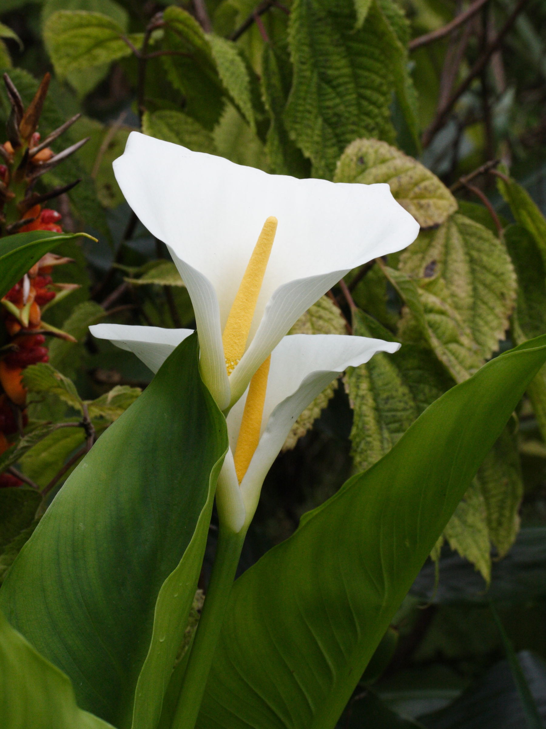 zantedeschia_aethiopica5md