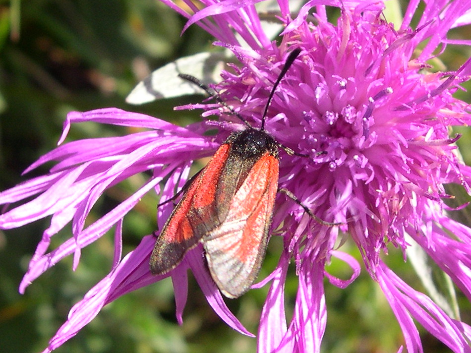 zygaena_purpuralis2md