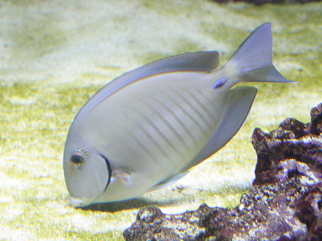 Afficher le média acanthurus_chirurgus2md acanthurus_chirurgus2md