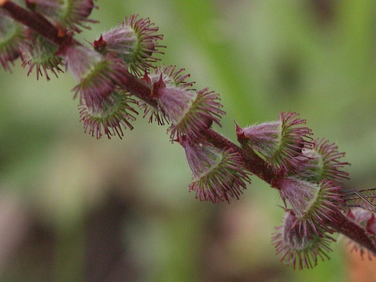 agrimonia_eupatoria4bd