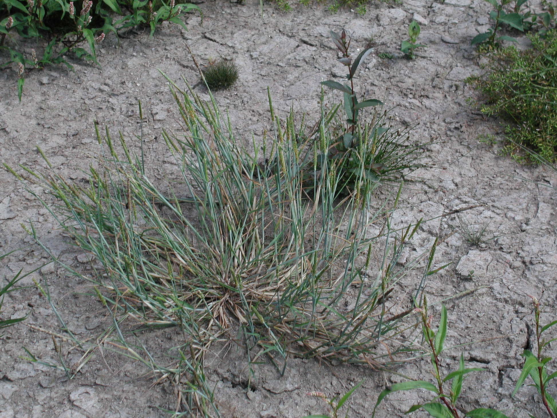 alopecurus_geniculatus1md