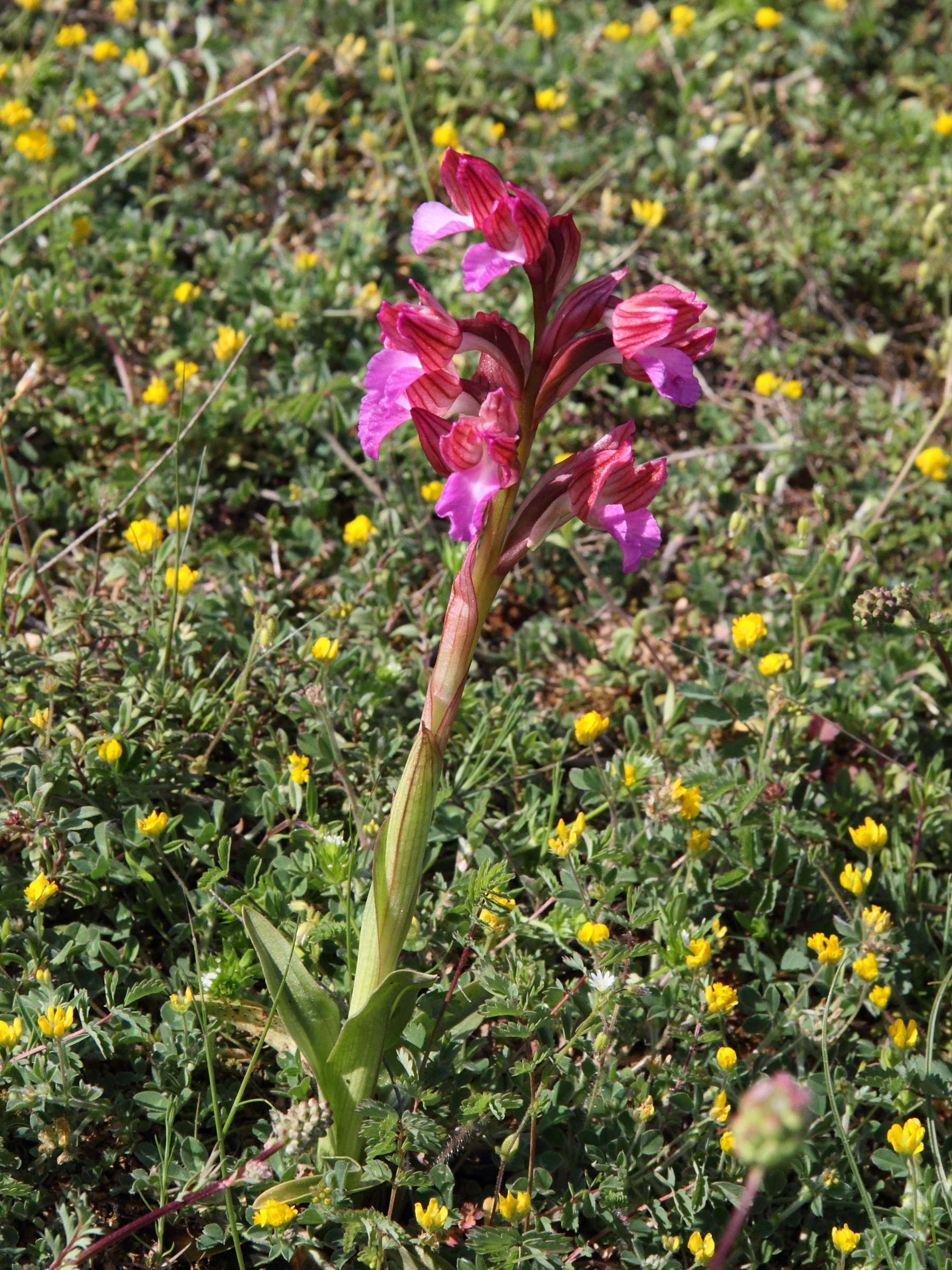 anacamptis_papilionacea3bd