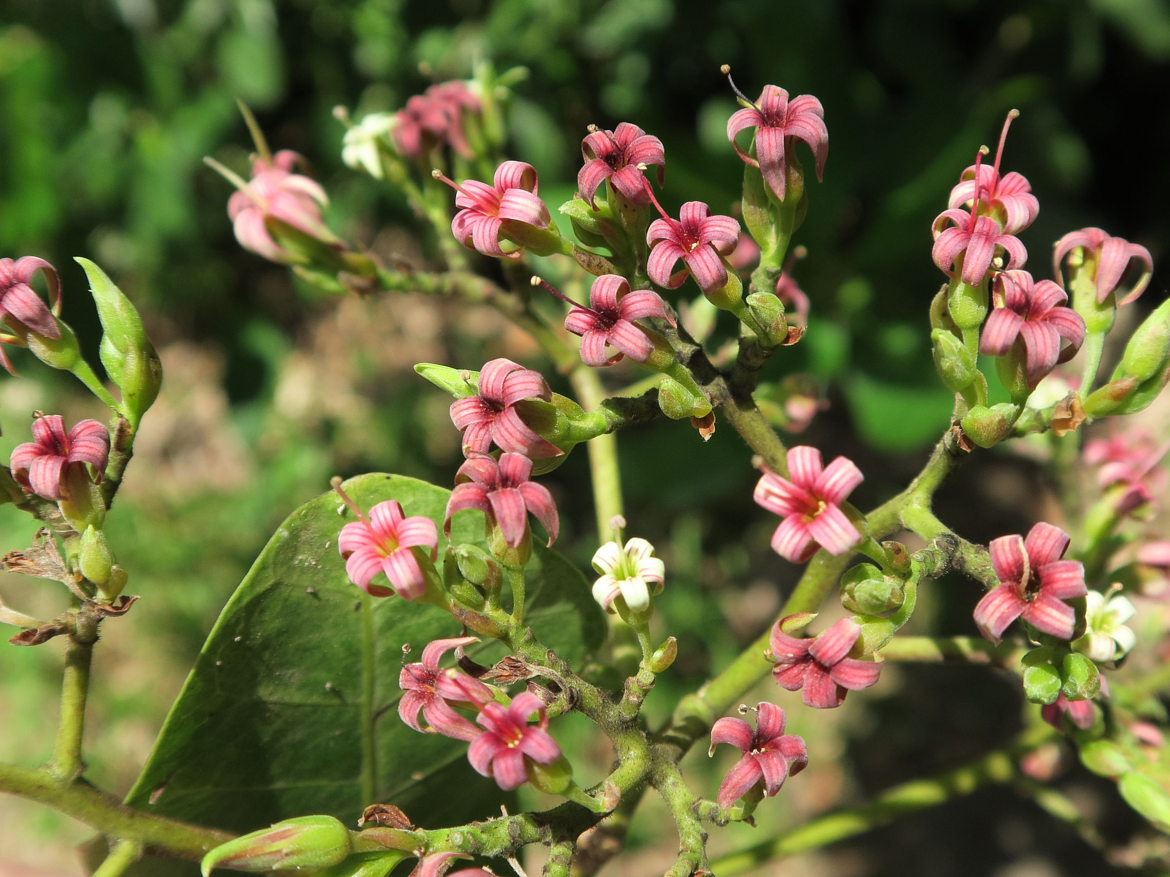 Afficher le média anacardium_occidentale12md anacardium_occidentale12md