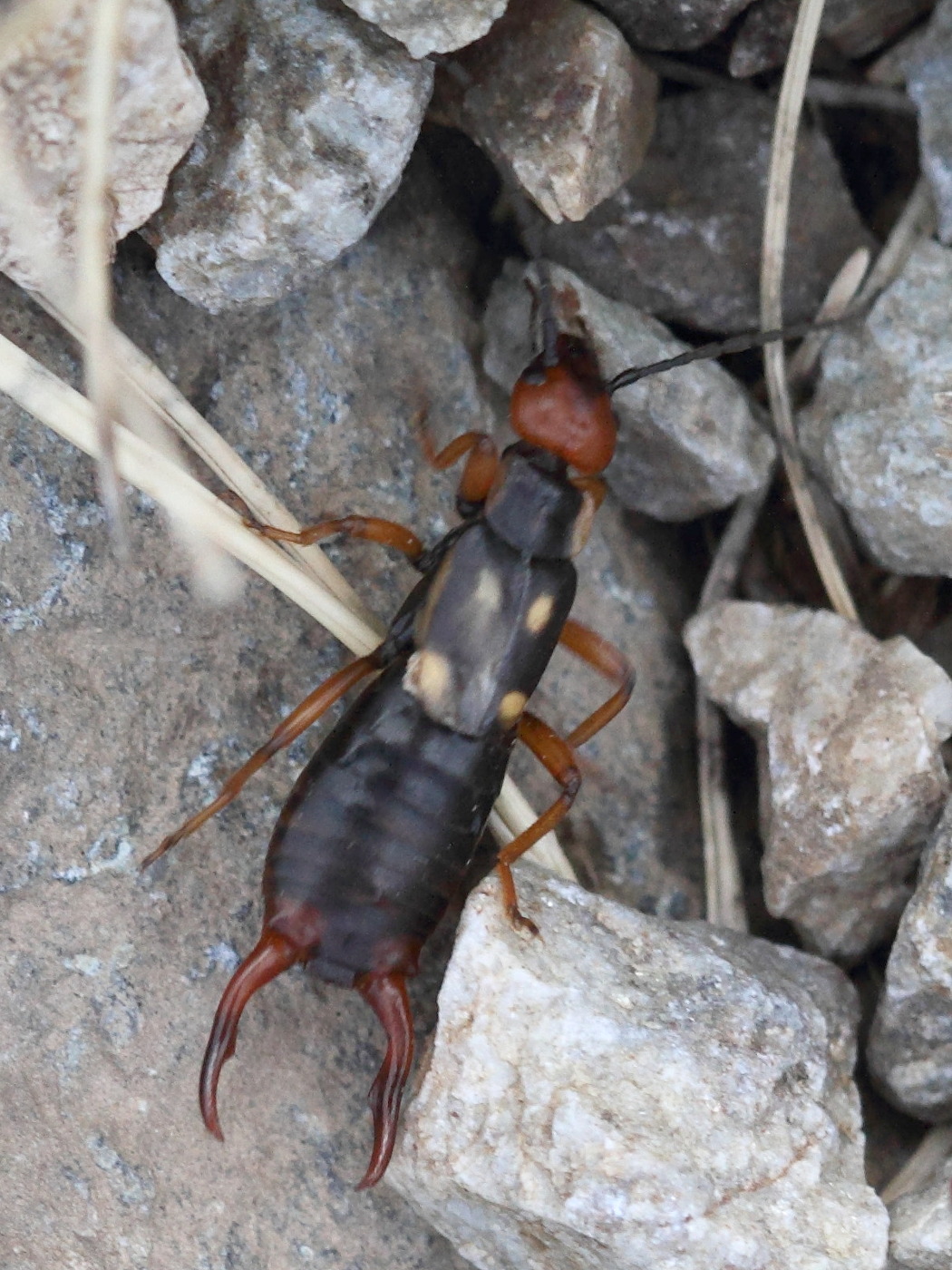 anechura_bipunctata4bd