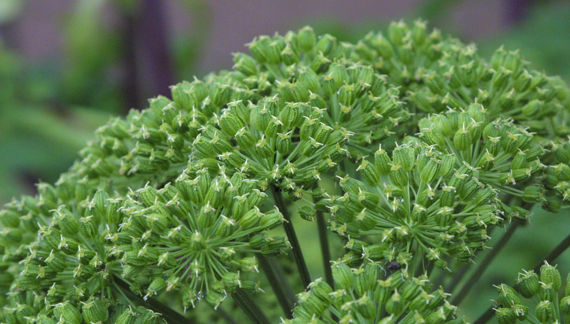 Afficher le média angelica_archangelica3amd angelica_archangelica3amd