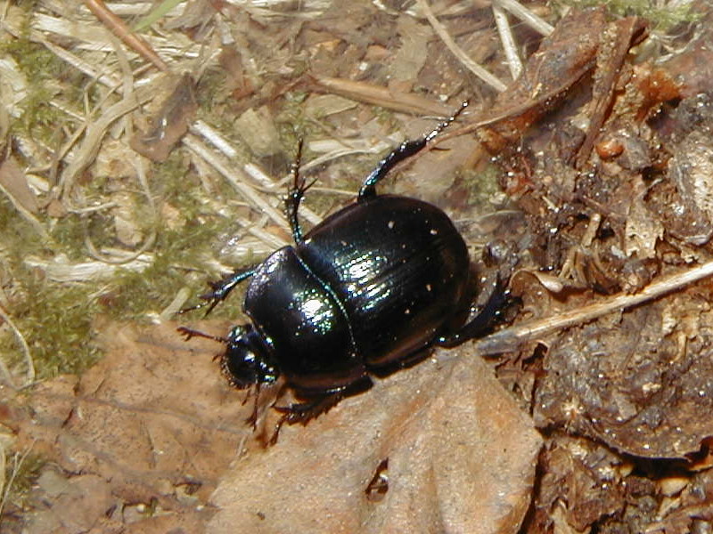 anoplotrupes_stercorosus1md