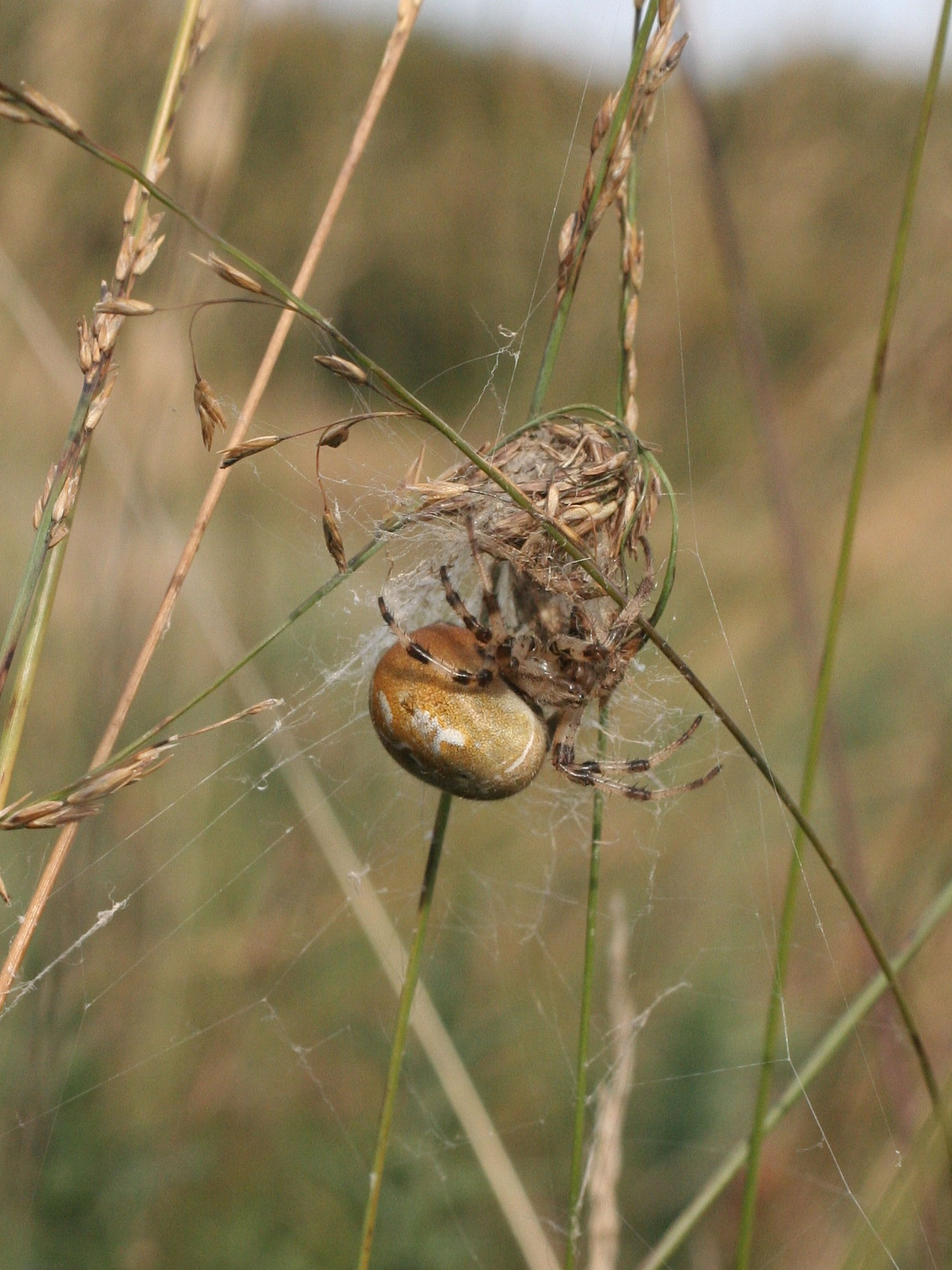 araneus_quadratus2md