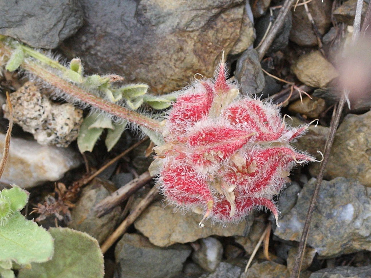 astragalus_echinatus4md