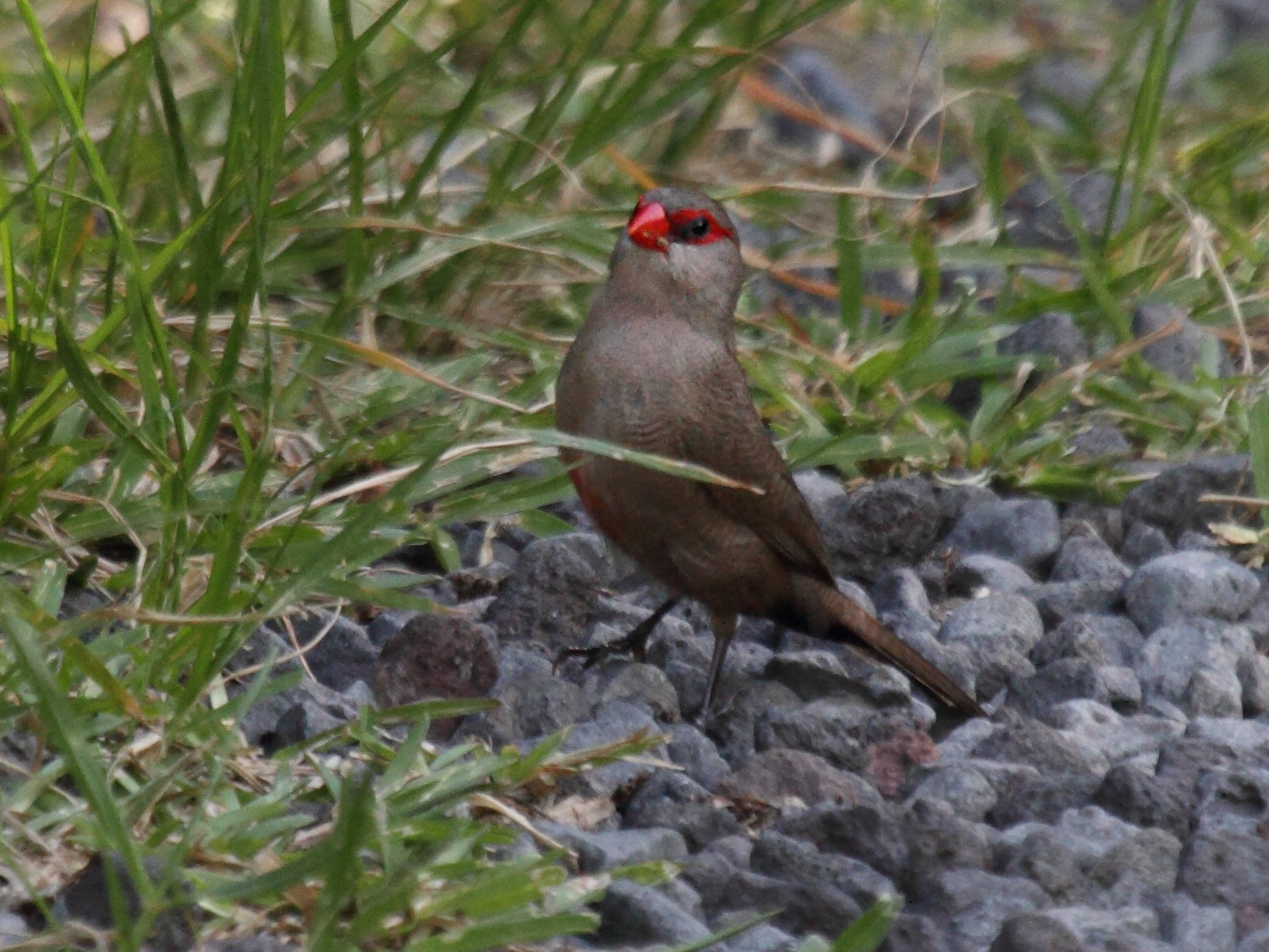 astrild_ondule_-_estrilda_astrild_rubriventri3bd