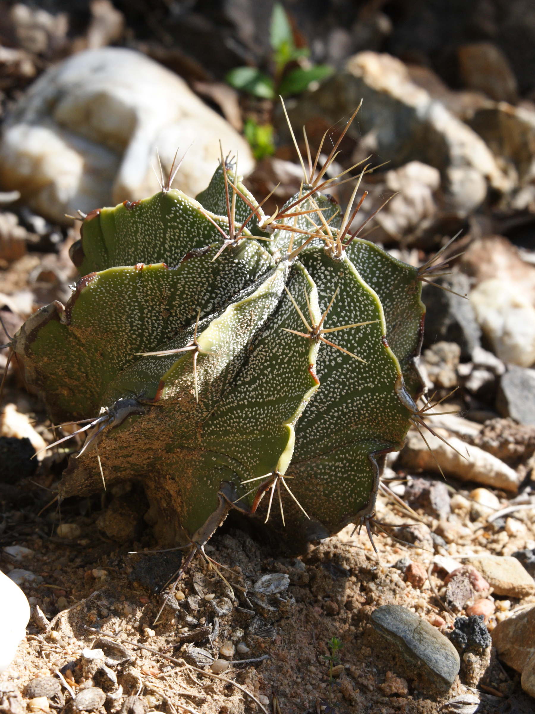 Afficher le média astrophytum_capricorne1md astrophytum_capricorne1md