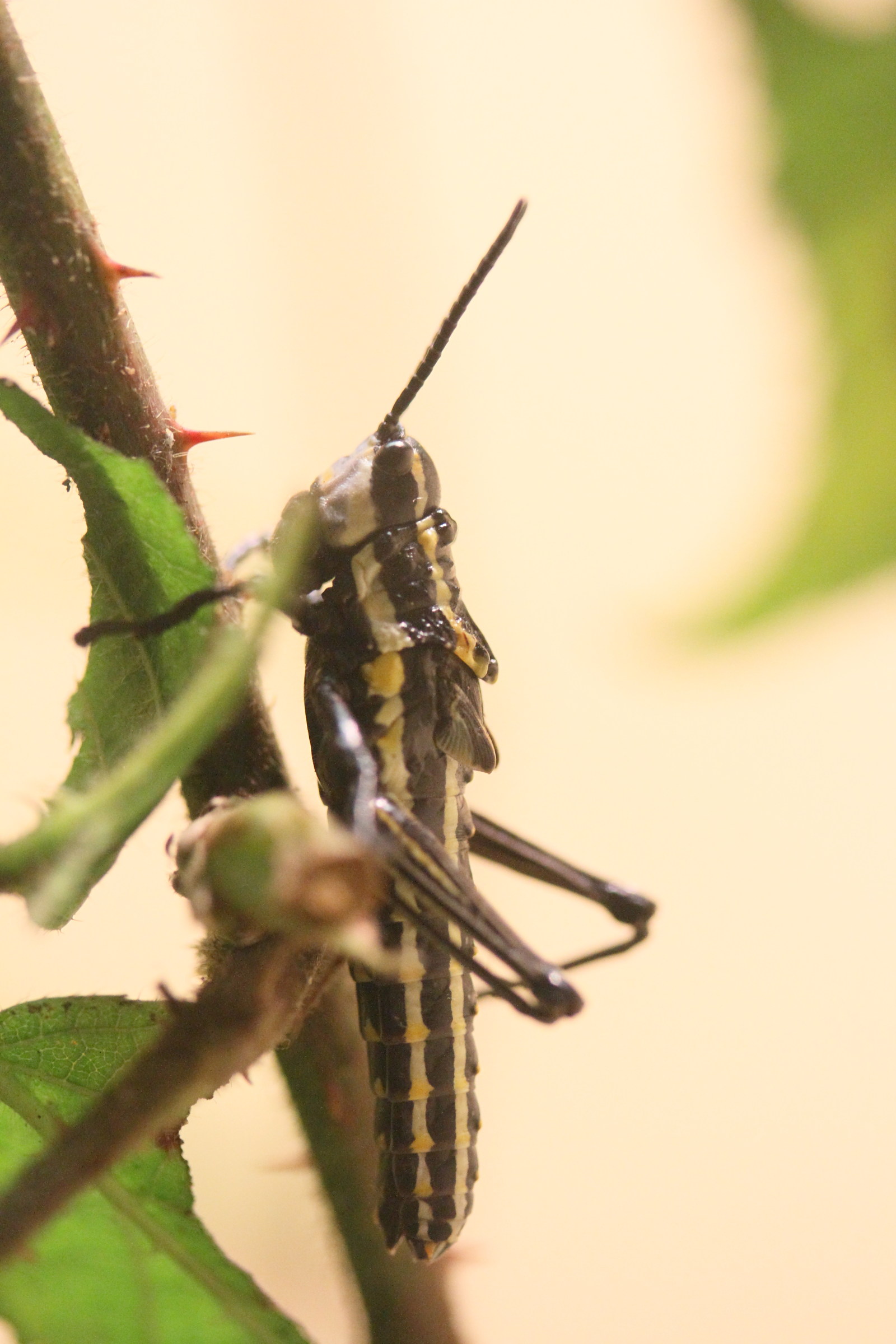 aularches_miliaris2md