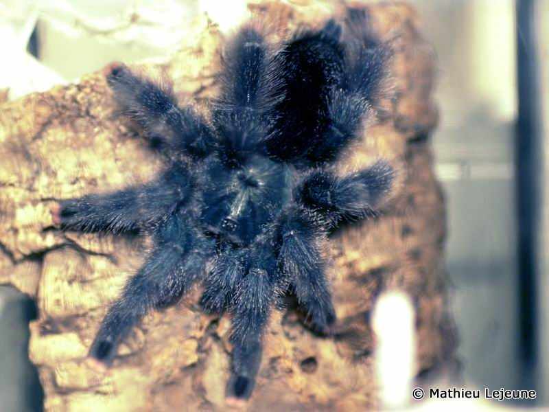 avicularia_metallica1ml