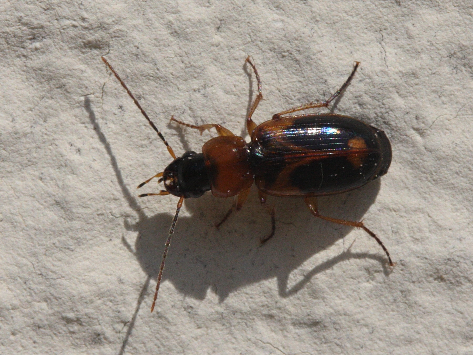 badister_bullatus2md