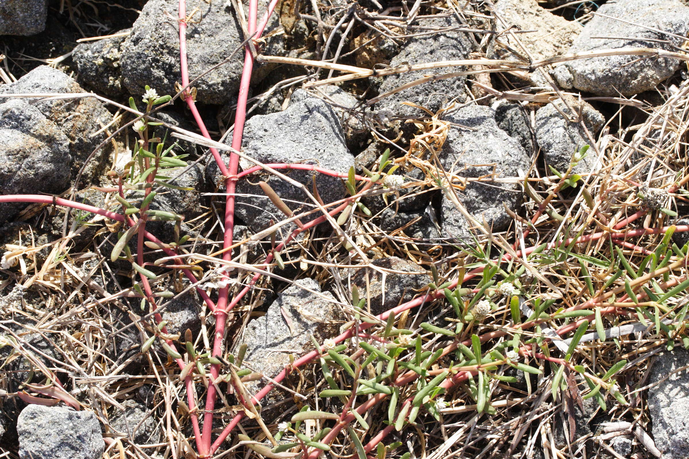 blutaparon_vermiculare1md