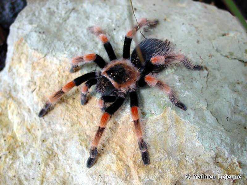 brachypelma_baumgarteni1ml