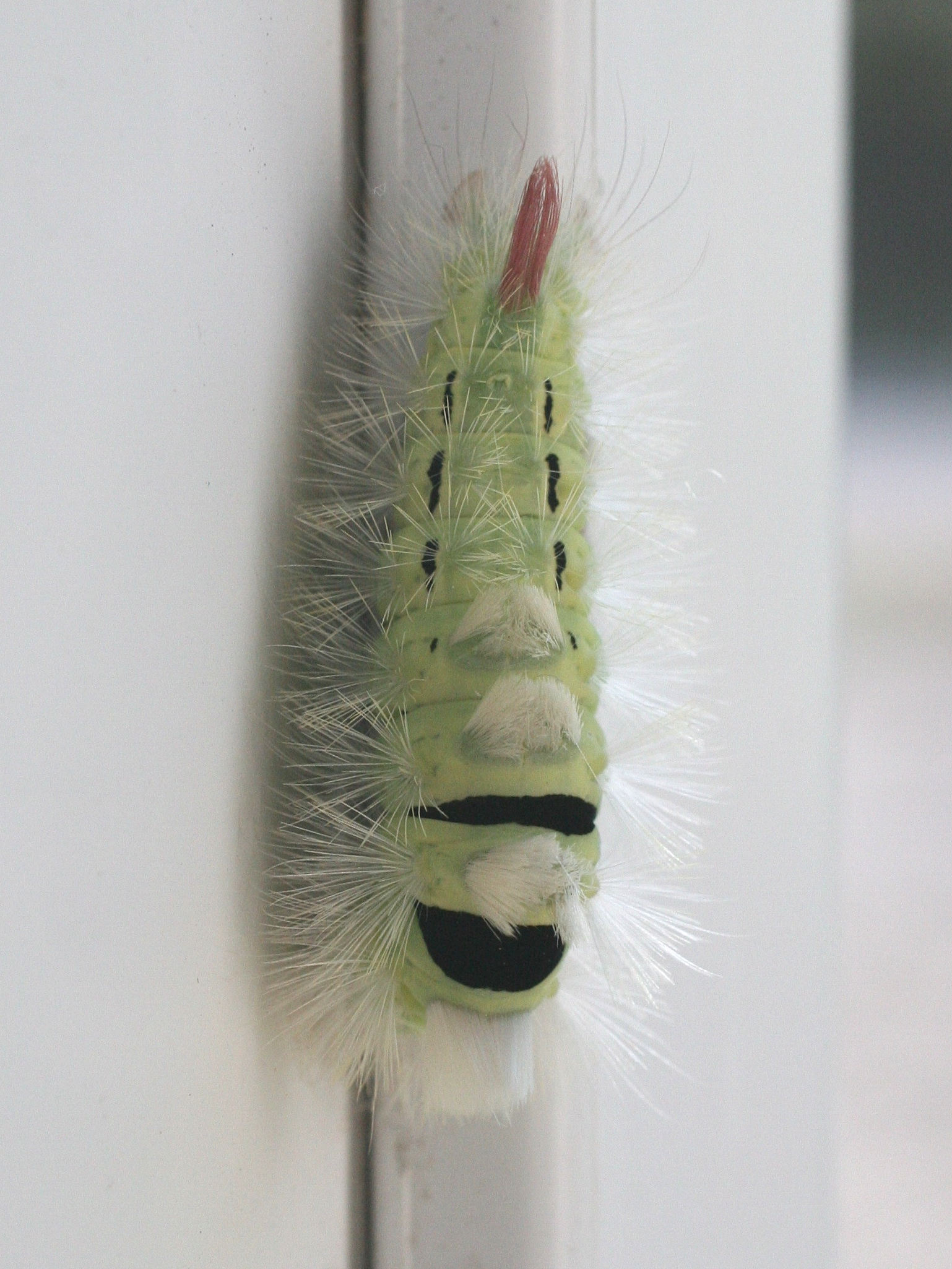 calliteara_pudibunda_ch2md