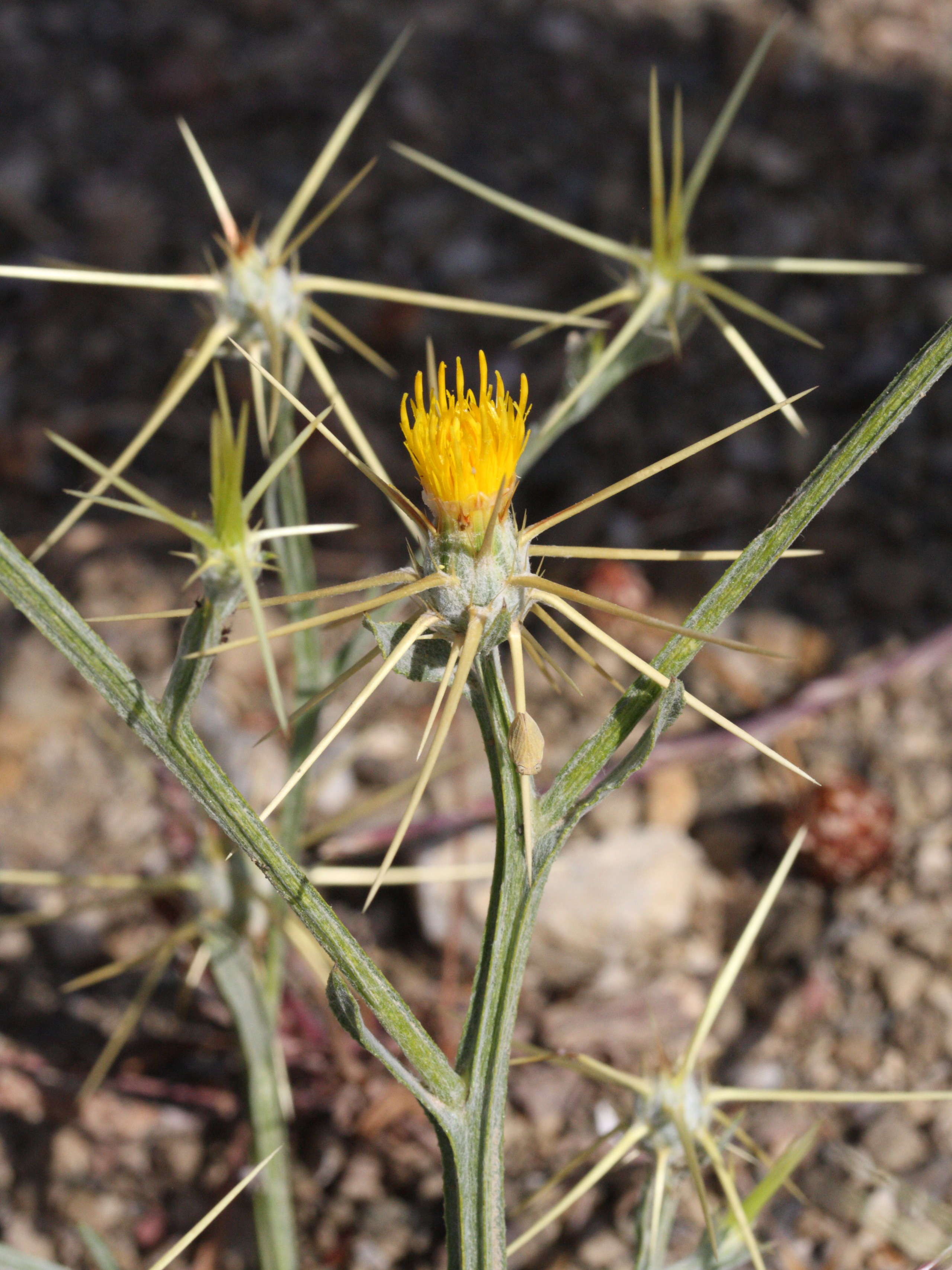 centaurea_solstitialis3bmd