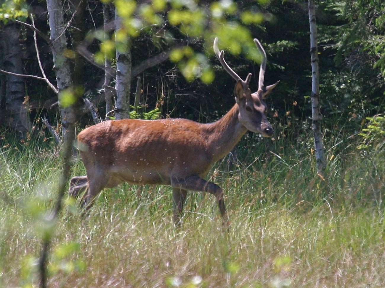 cervus_elaphus3bd