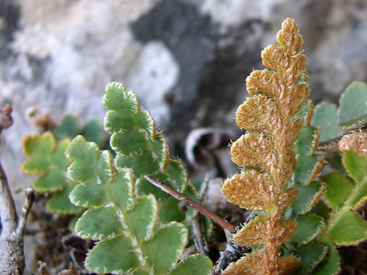 Afficher le média ceterach_officinarum2md ceterach_officinarum2md